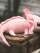 Sansebamse Axolotl Pink