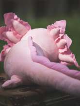 Pink axolotl fra Axol & Friends set bagfra
