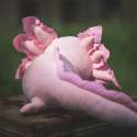 Pink axolotl fra Axol & Friends set bagfra