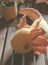 axolotl fra axol & friends i gul