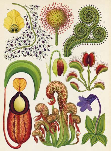 Eksempel på tavle i bogen Botanicum fra Forlaget Mammut