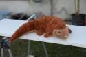 Sansebamse Pangolin Java liggende på bord – brun vægtet bamse til ro og tryghed


