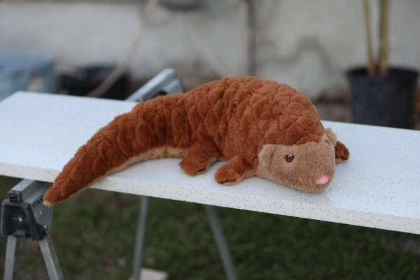 Sansebamse Pangolin Java liggende på bord – brun vægtet bamse til ro og tryghed

