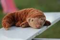 Sansebamse Pangolin Java liggende – vægtet bamse med blød tekstur


