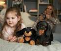Sansebamse Warmies Gravhund sammen med en pige og en hund 