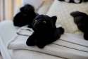 Sansebamse Warmies sort kat
