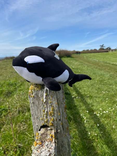 Spækhugger sansebamse med tyngde udendørs