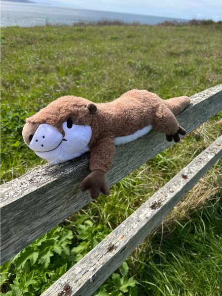 Odder sansebamse med tyngde