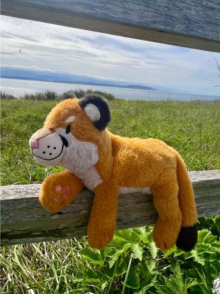 Puma sansebamse i natur – tyngdebamse til leg, ro og sanselig støtte

