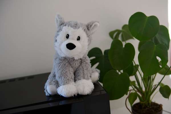 Warmies husky på hylde – dekorativ og hyggelig bamse


